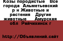Козы породистые - Все города, Альметьевский р-н Животные и растения » Другие животные   . Амурская обл.,Райчихинск г.